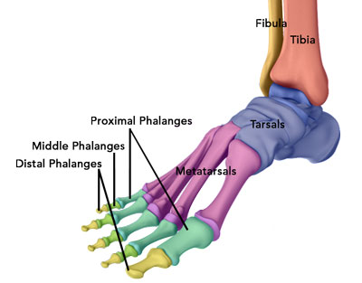 Foot and Ankle